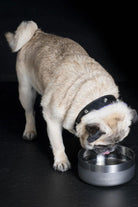 Dog Bowl Gun Metal - 1