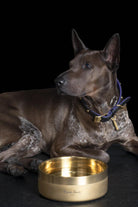 Dog Bowl Brass - 1