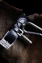 Dog Collar Steel - 1