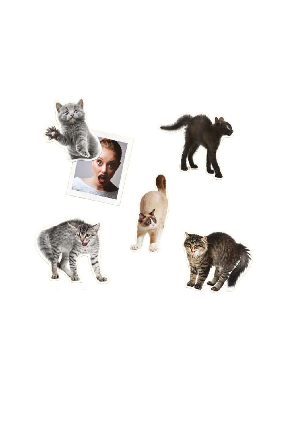 Mustard Sinirli Kediler Magnet - 2