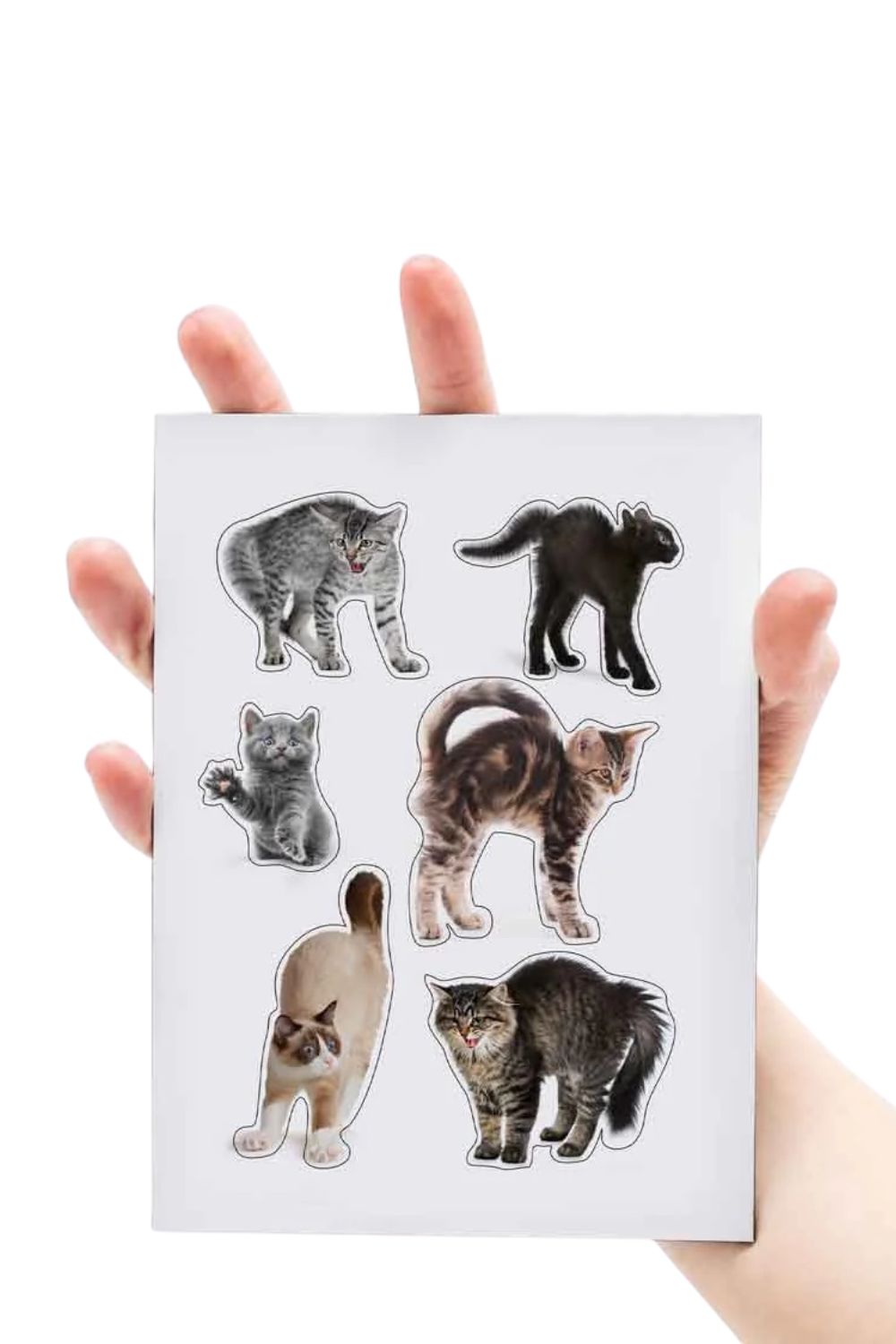 Mustard Sinirli Kediler Magnet - 4