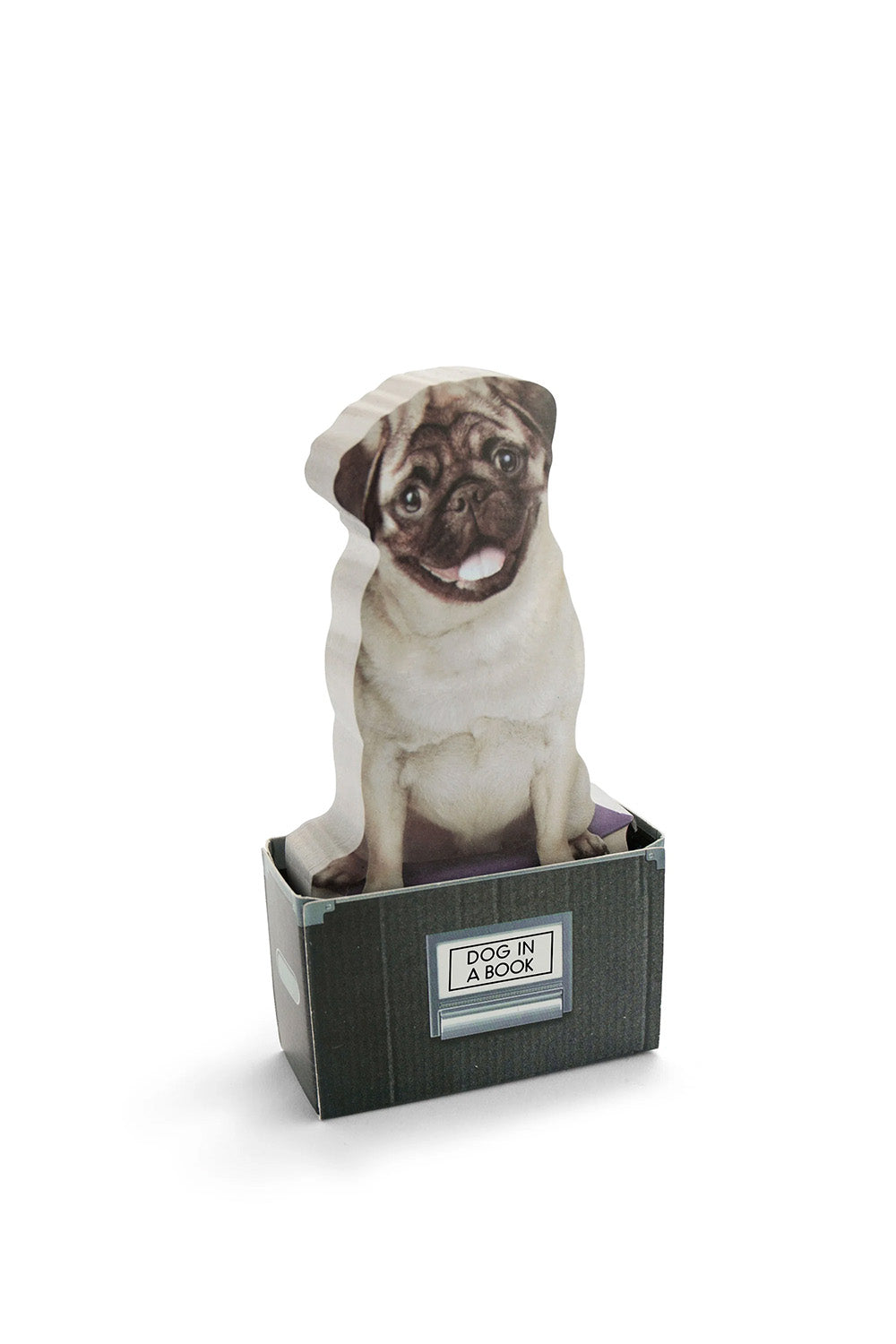 Mustard Dog In A Box - 1