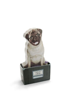 Mustard Dog In A Box - 1