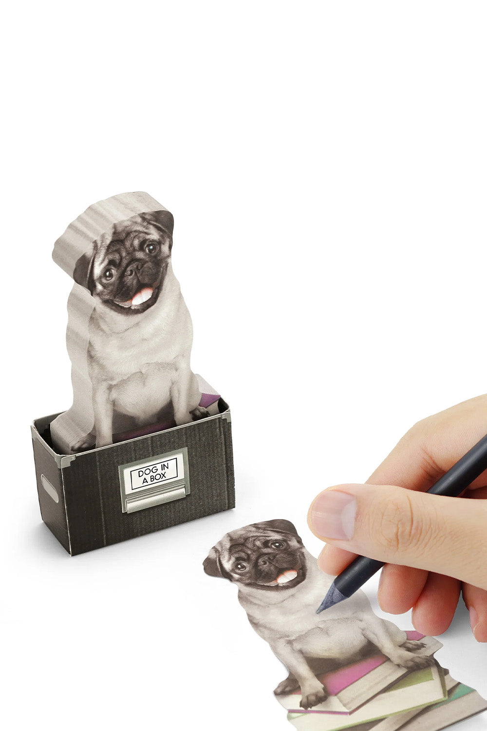 Mustard Dog In A Box - 2