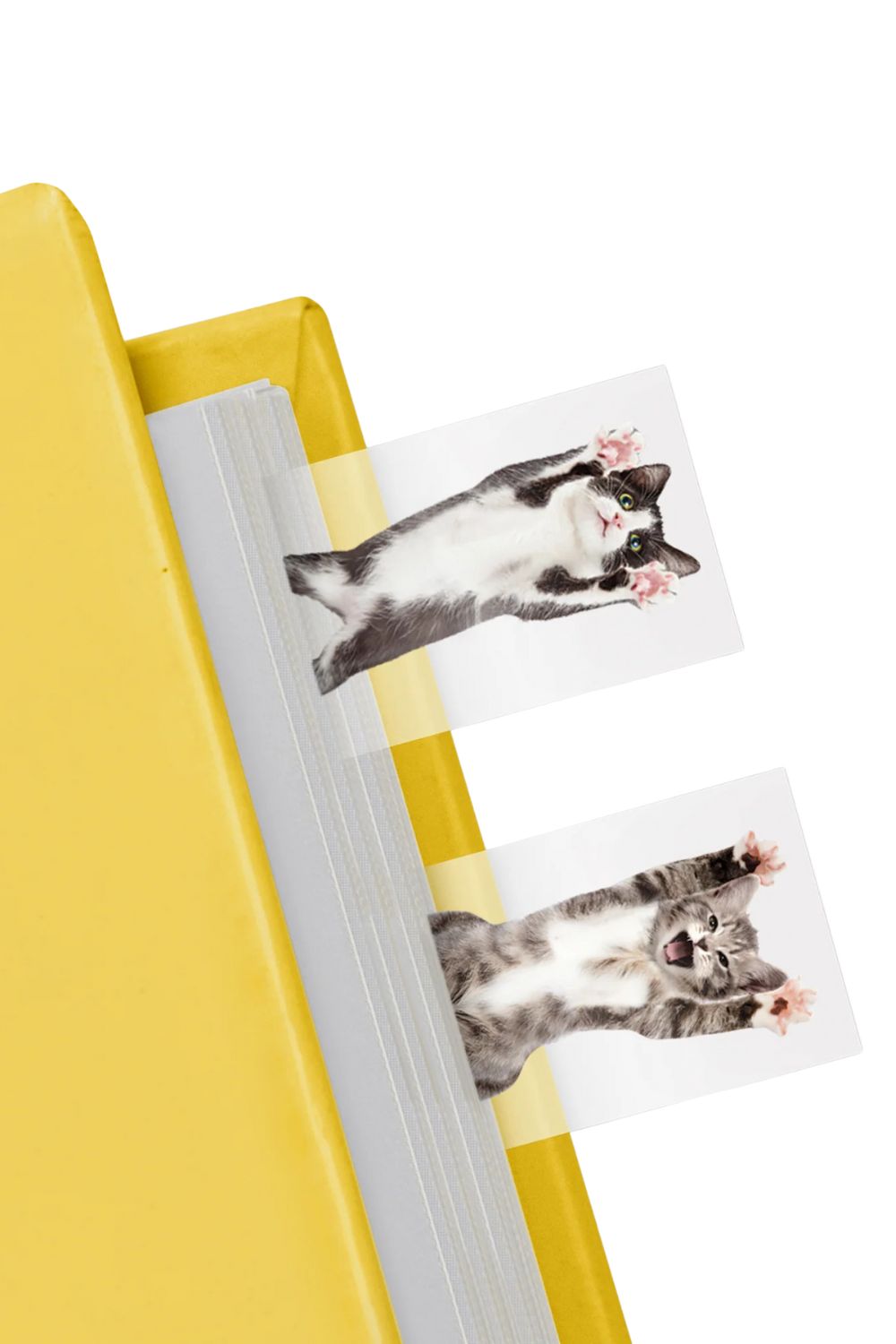 Mustard Cat In A Book - 1
