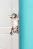 Mustard Cat Asılabilir Notluk - 5