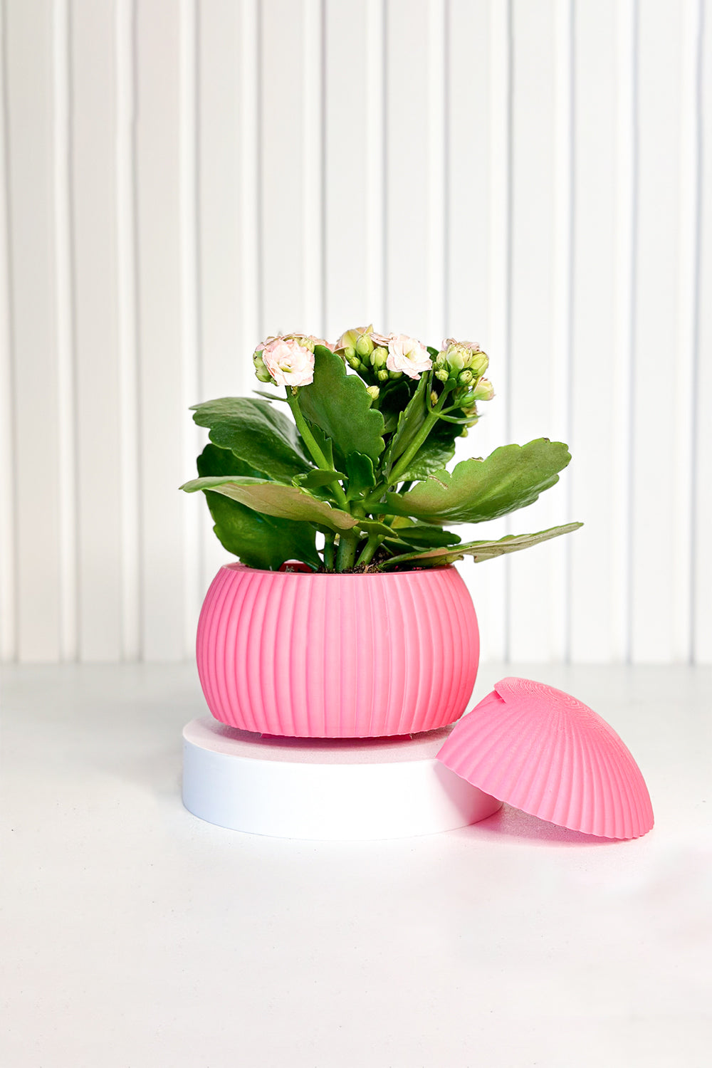 Hue Nest Mini Duvar Saksısı - 2