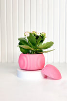 Hue Nest Mini Duvar Saksısı - 2