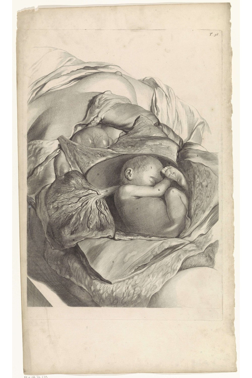 Pieter Van Gunst - Rahmin İç Yapısı Ve Fetüs Üzerine Anatomik Çalışma - 1