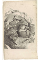 Pieter Van Gunst - Rahmin İç Yapısı Ve Fetüs Üzerine Anatomik Çalışma - 1