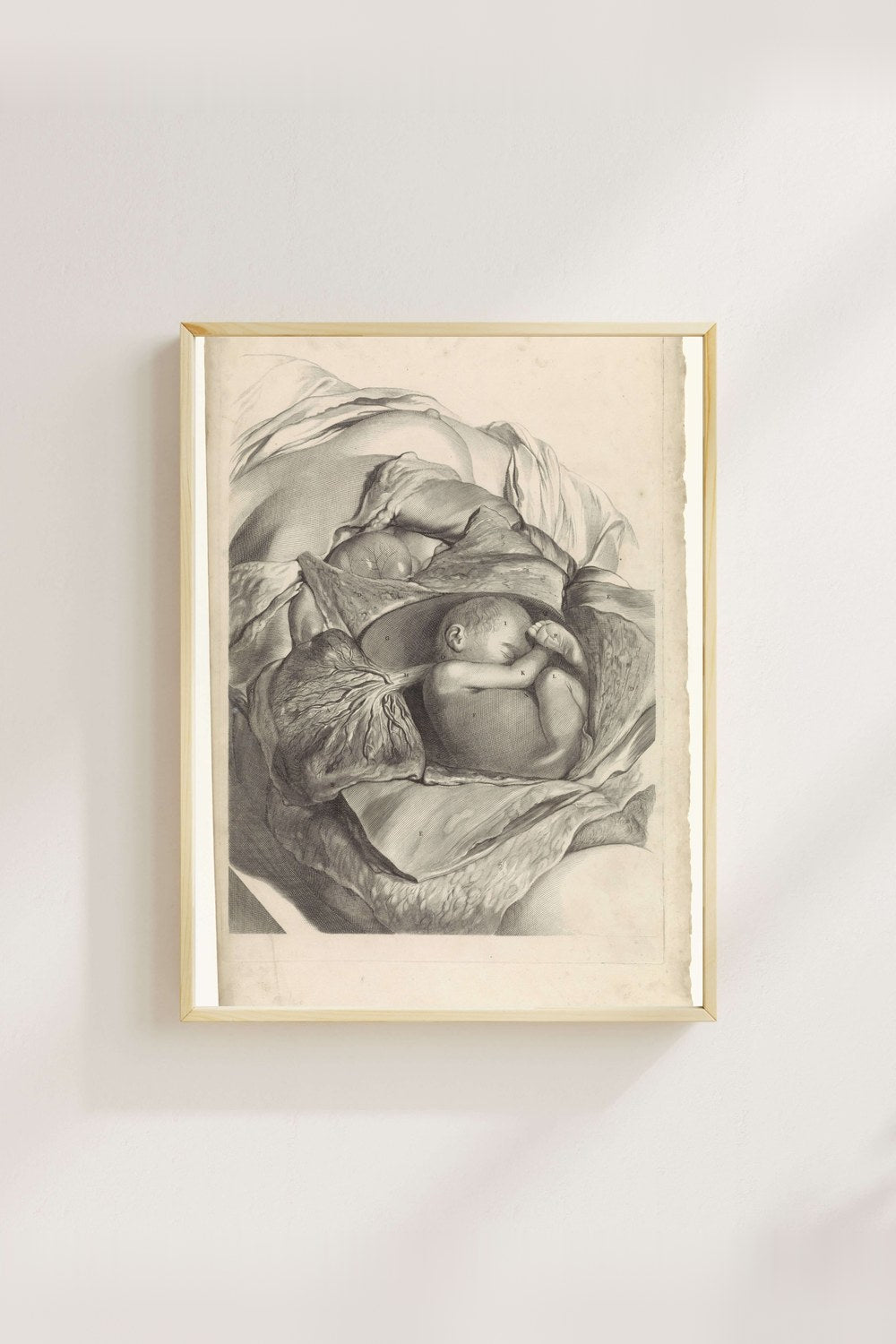 Pieter Van Gunst - Rahmin İç Yapısı Ve Fetüs Üzerine Anatomik Çalışma - 4