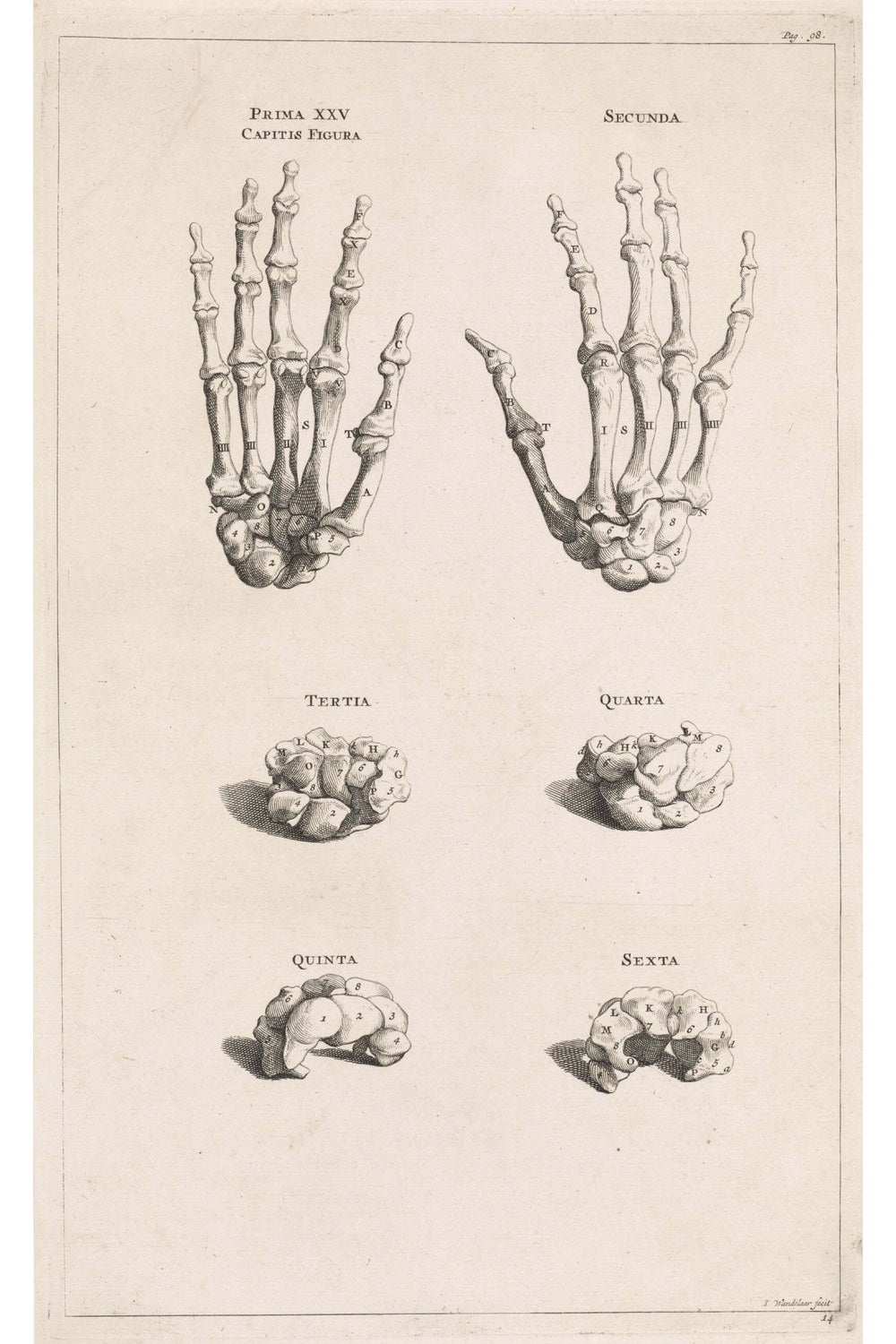 Jan Wandelaar - El Kemiklerinin Anatomik Çalışması - 1