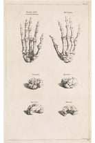 Jan Wandelaar - El Kemiklerinin Anatomik Çalışması - 1