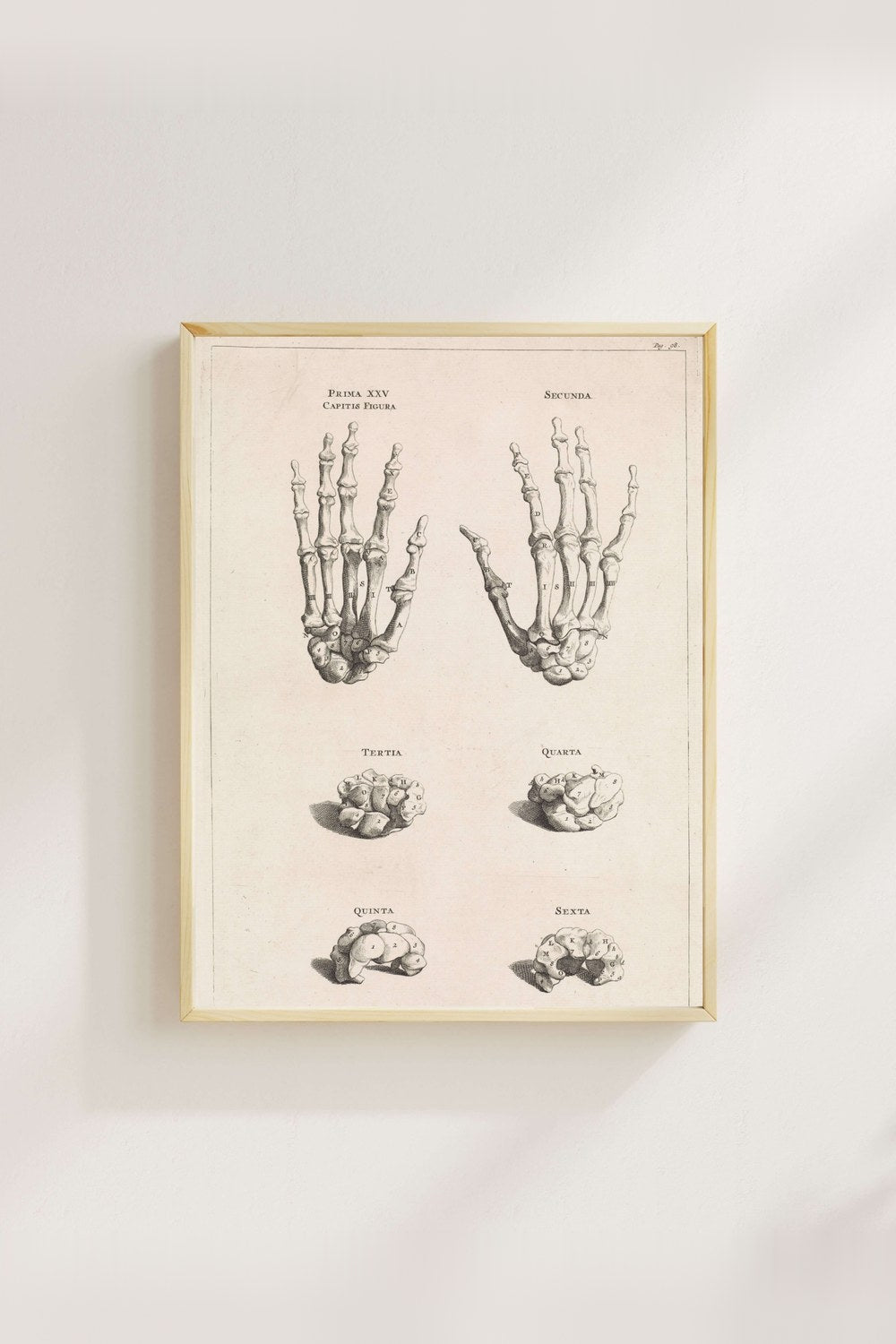 Jan Wandelaar - El Kemiklerinin Anatomik Çalışması - 4