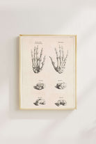 Jan Wandelaar - El Kemiklerinin Anatomik Çalışması - 4