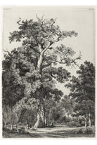 Eugène Bléry - Bois De Boulogne’Da Yaşlı Meşe - 1