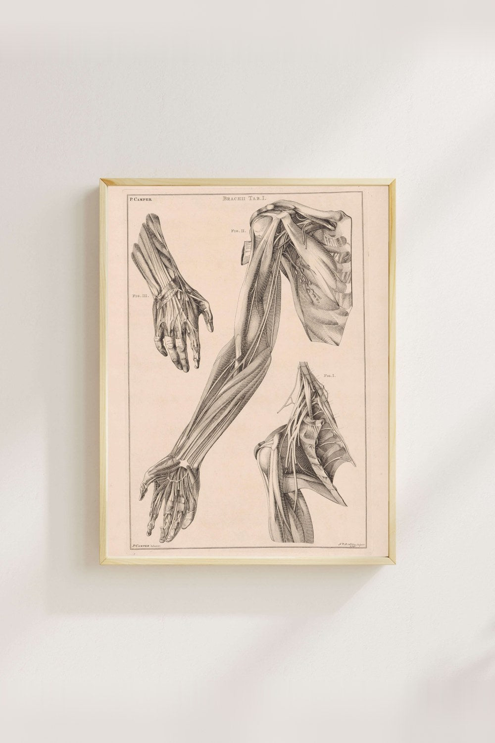 Jacob Van Der Schley - Kol El Ve Omuz Anatomisi - 3