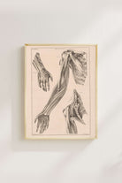Jacob Van Der Schley - Kol El Ve Omuz Anatomisi - 3