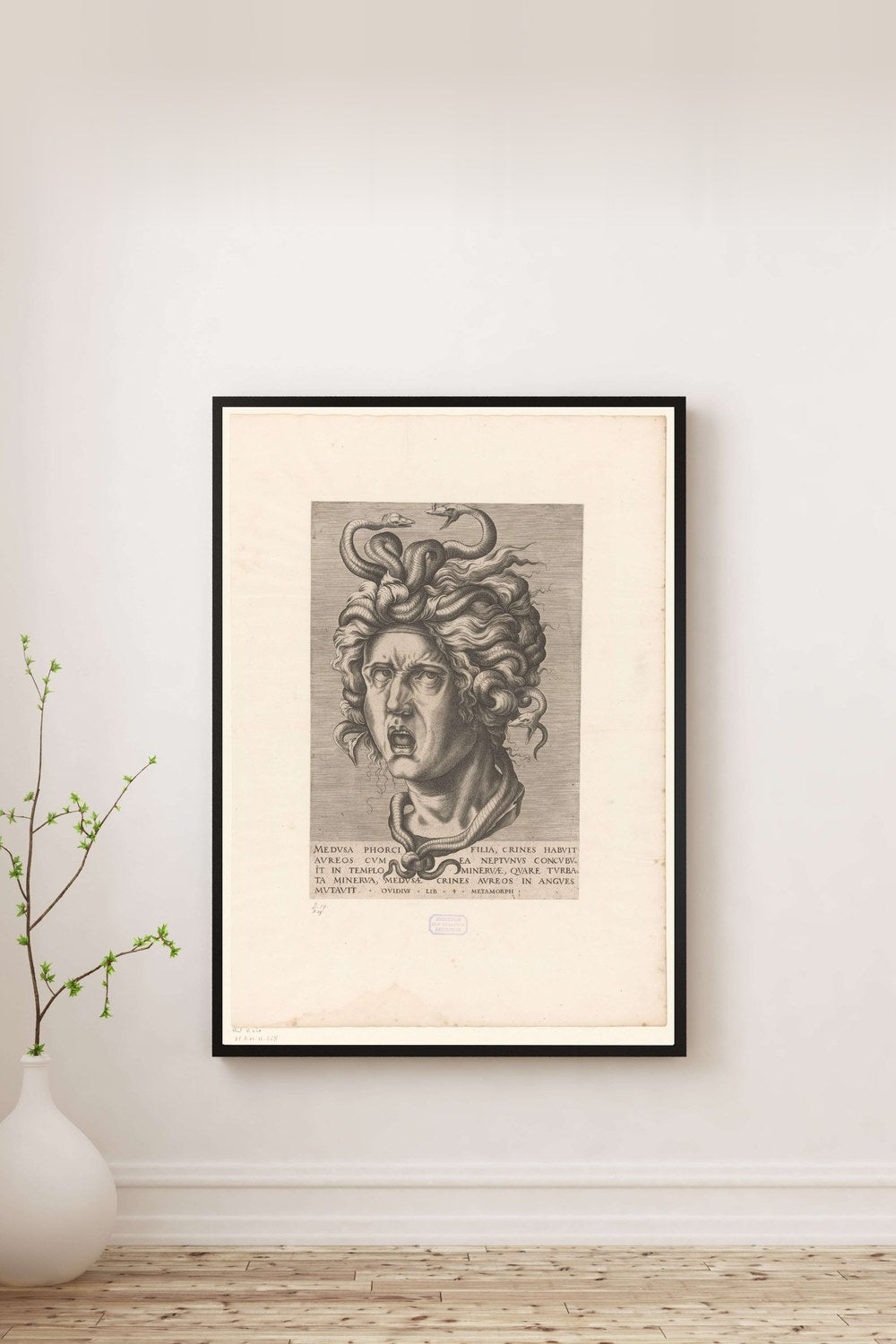Anonim - Medusa - 0