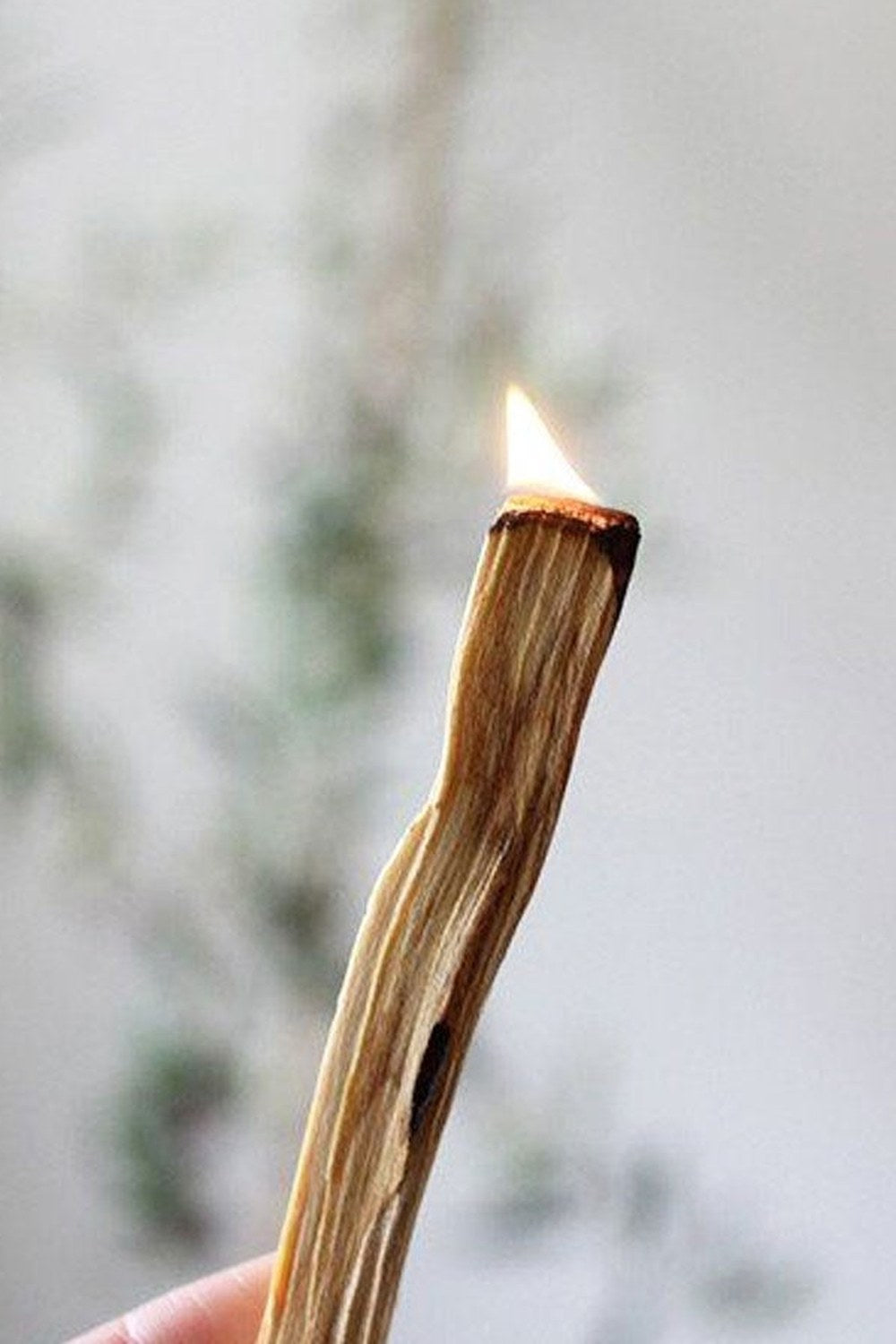 Natural Palo Santo Tütsü Ağacı 6 Lı Set - 1