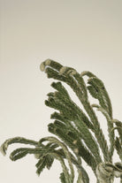 Abib-Collagen Eye Patch Jericho Rose Jelly 60pcs Anında Canlandırıcı Vegan Göz Maskesi-Göz Kremi-4-Milagron.com