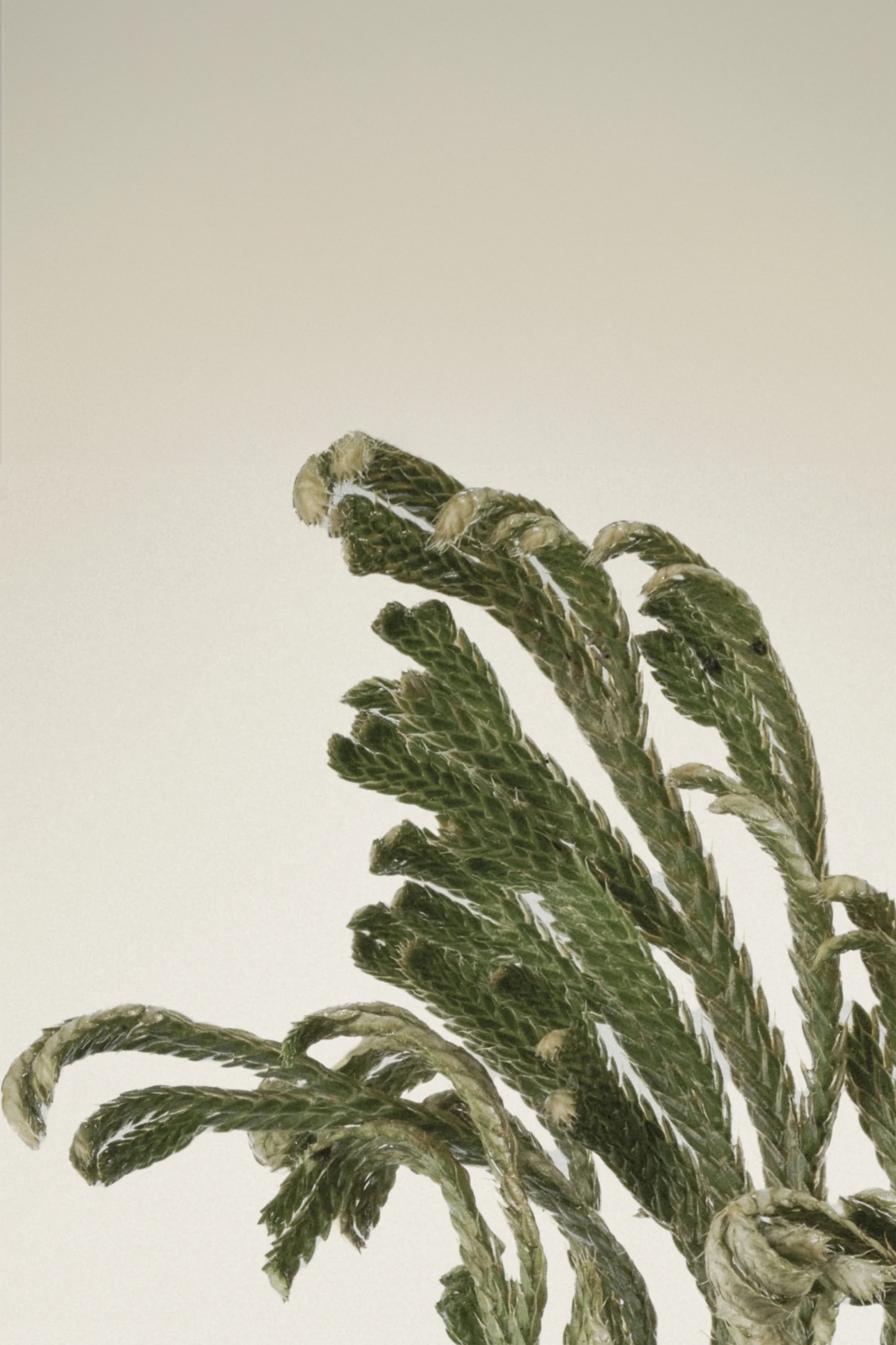 Abib-Collagen Eye Patch Jericho Rose Jelly 60pcs Anında Canlandırıcı Vegan Göz Maskesi-Göz Kremi-4-Milagron.com