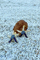 Arven’s World by Aylin Işıklı-Deniz Yıldızı Küpe-Küpe-1-Milagron.com