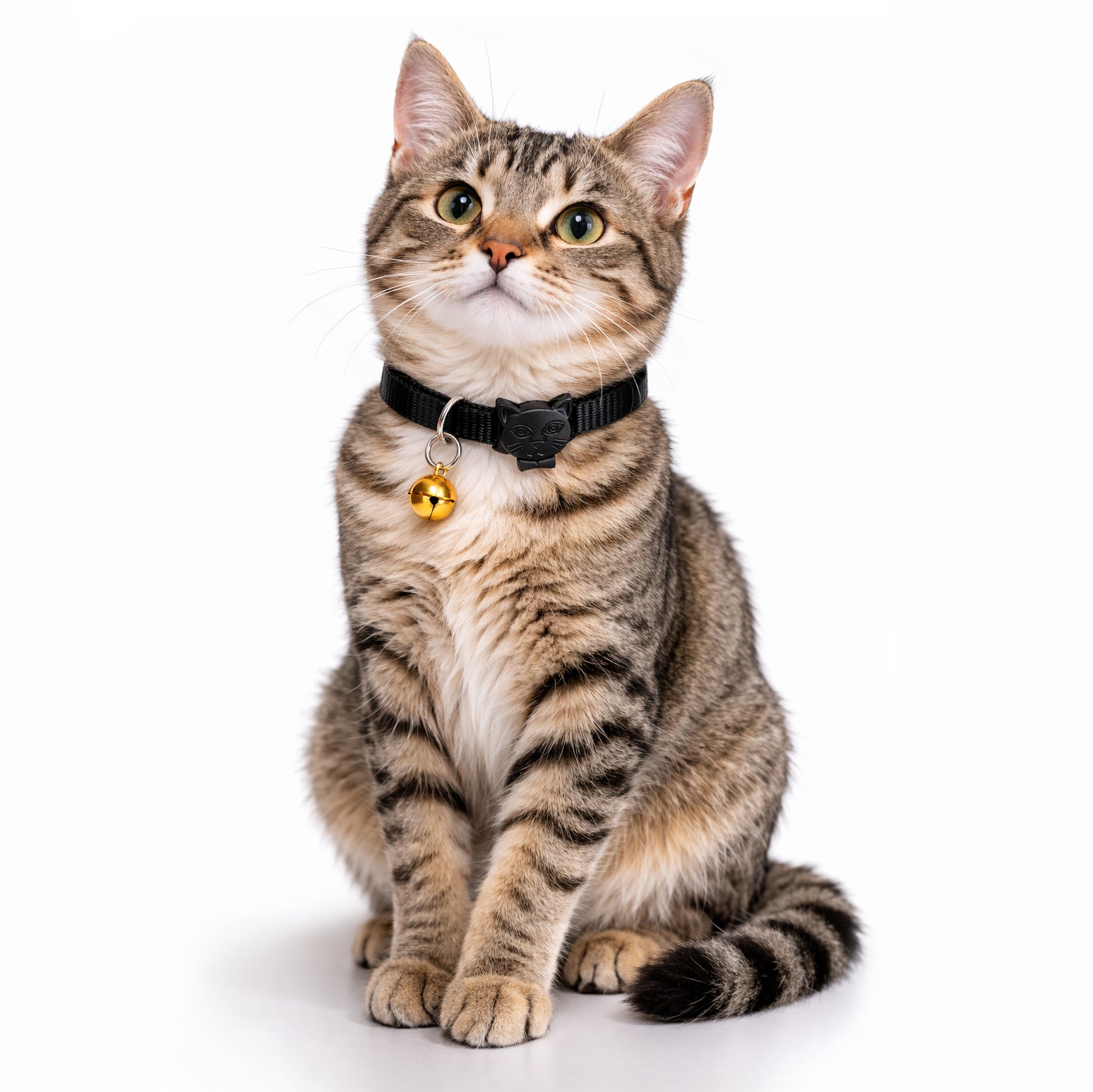 Swissplus Urban Paws Kedi Tasması – Noir Black | Ayarlanabilir, Dayanıklı, Hafif-10Mm