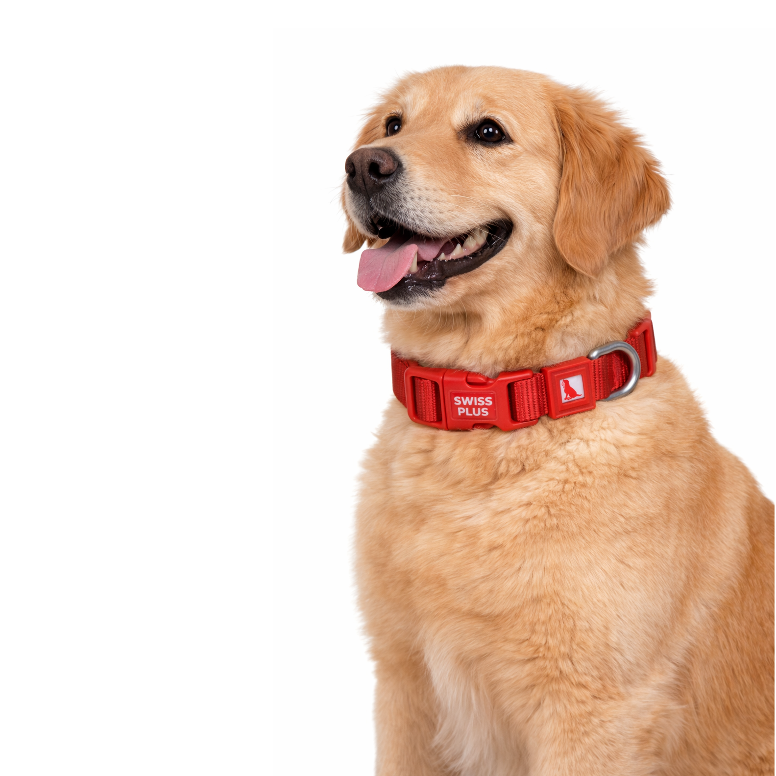 Swissplus Urban Paws Köpek Tasması – Crimson Red | Ayarlanabilir, Dayanıklı, Hafif-10Mm