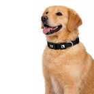 Swissplus Urban Paws Köpek Tasması – Noir Black | Ayarlanabilir, Dayanıklı, Hafif-10Mm