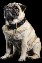 Buster + Punch-Dog Collar Brass-Köpek-2-Milagron.com