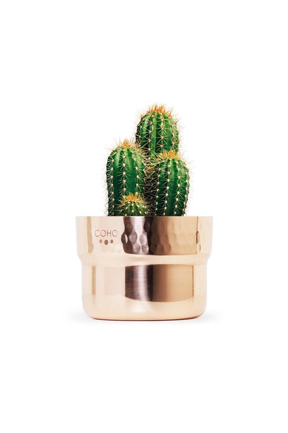 Coho Objet-Artisan Prime Sukulent Bakır Saksı-Saksı-1-Milagron.com