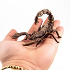 Coho Objet-Coho Brazen Pirinç Döküm El Yapımı Dekoratif Akrep Heykeli-Dekoratif Objeler-5-Milagron.com