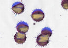 Diamine-Diamine Ink Shimmering Mürekkep Cobalt Jazz 2018-Mürekkep-5-Milagron.com