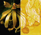 Dominant Industry-Scented Şişe Mürekkep Ylang Ylang-Şişe Mürekkep-8-Milagron.com