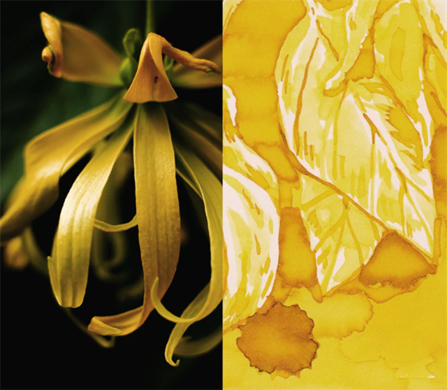 Dominant Industry-Scented Şişe Mürekkep Ylang Ylang-Şişe Mürekkep-8-Milagron.com