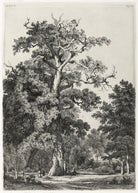 Eugène Bléry - Bois De Boulogne’Da Yaşlı Meşe