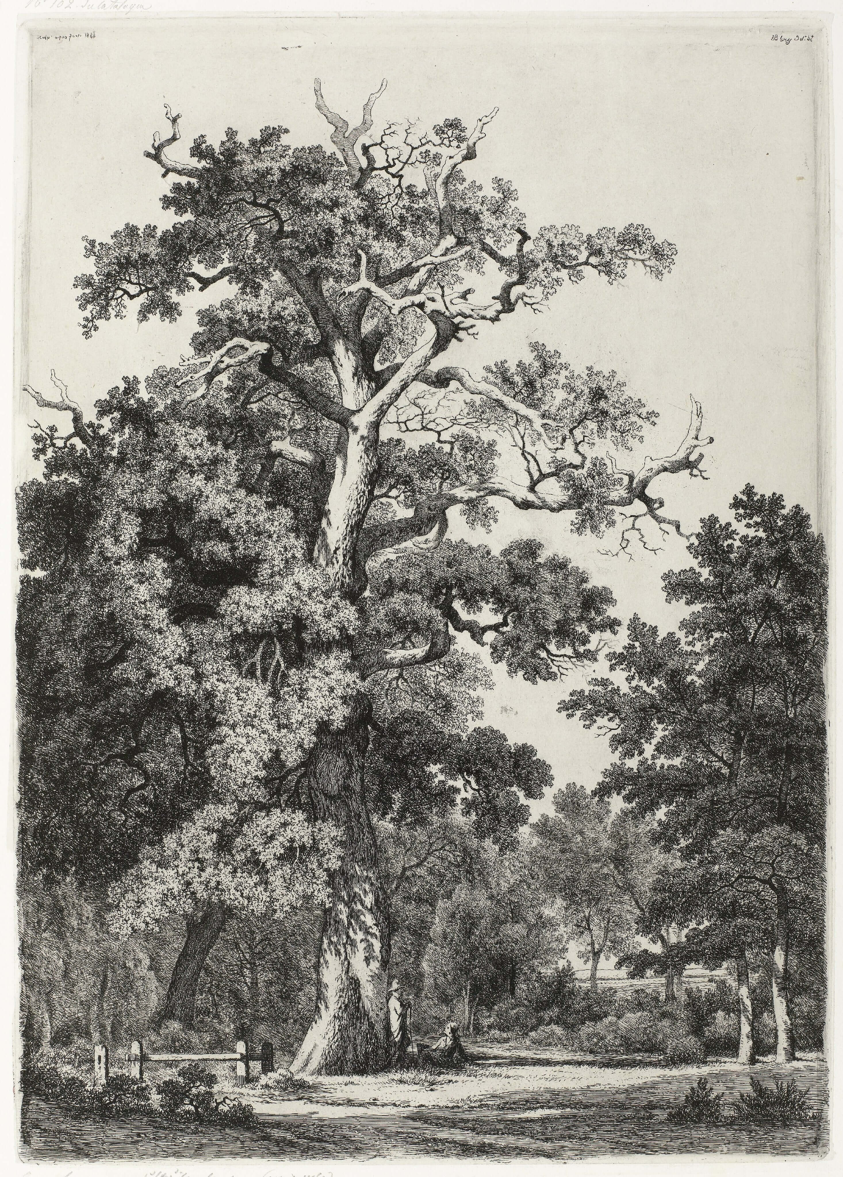 Eugène Bléry - Bois De Boulogne’Da Yaşlı Meşe