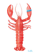 Hazal Türer - Lobster