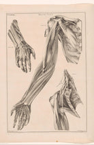 Jacob Van Der Schley - Kol El Ve Omuz Anatomisi