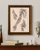 Jacob Van Der Schley - Kol El Ve Omuz Anatomisi