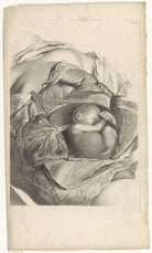 Pieter Van Gunst - Rahmin İÇ Yapısı Ve Fetüs Üzerine Anatomik Çalışma