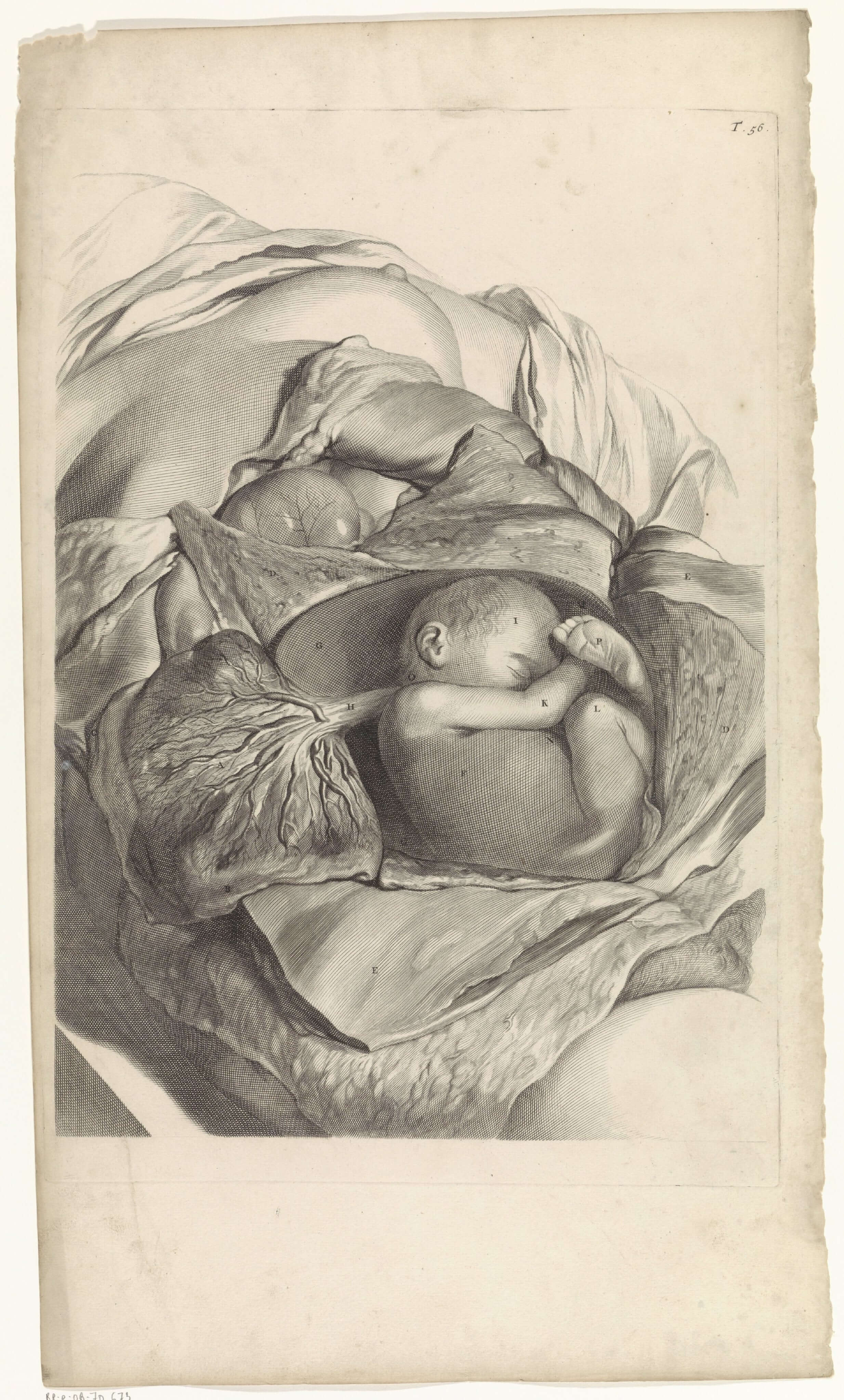 Pieter Van Gunst - Rahmin İÇ Yapısı Ve Fetüs Üzerine Anatomik Çalışma