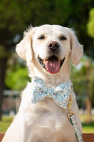 Gliparis-Lugo Papyonlu Köpek Tasması-Köpek-2-Milagron.com