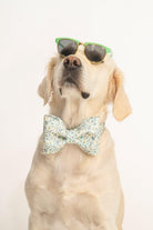 Gliparis-Lugo Papyonlu Köpek Tasması-Köpek-4-Milagron.com