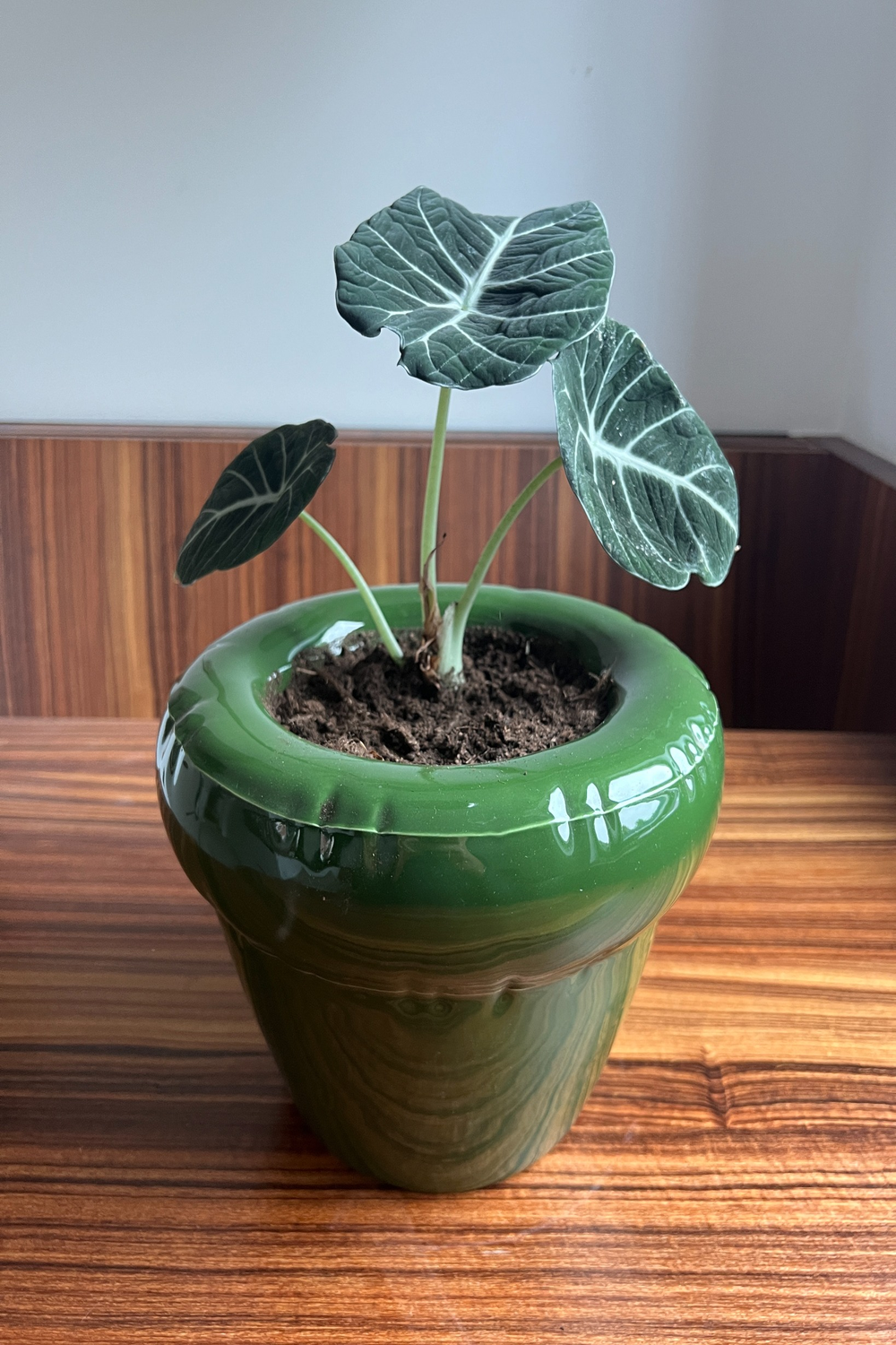 Pierre - Moss Gloss Dekoratif Saksı - 0
