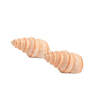 &Klevering-Deniz Kabuğu Figürlü Tuz Ve Biber Seti-Tuzluk Biberlik-1-Milagron.com