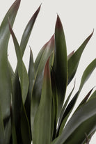 Lasttouch-Dekoratif Yapay Bitki No:9-Yapay Bitki-2-Milagron.com