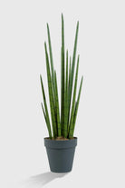 Sansevieria Yapay Ağaç