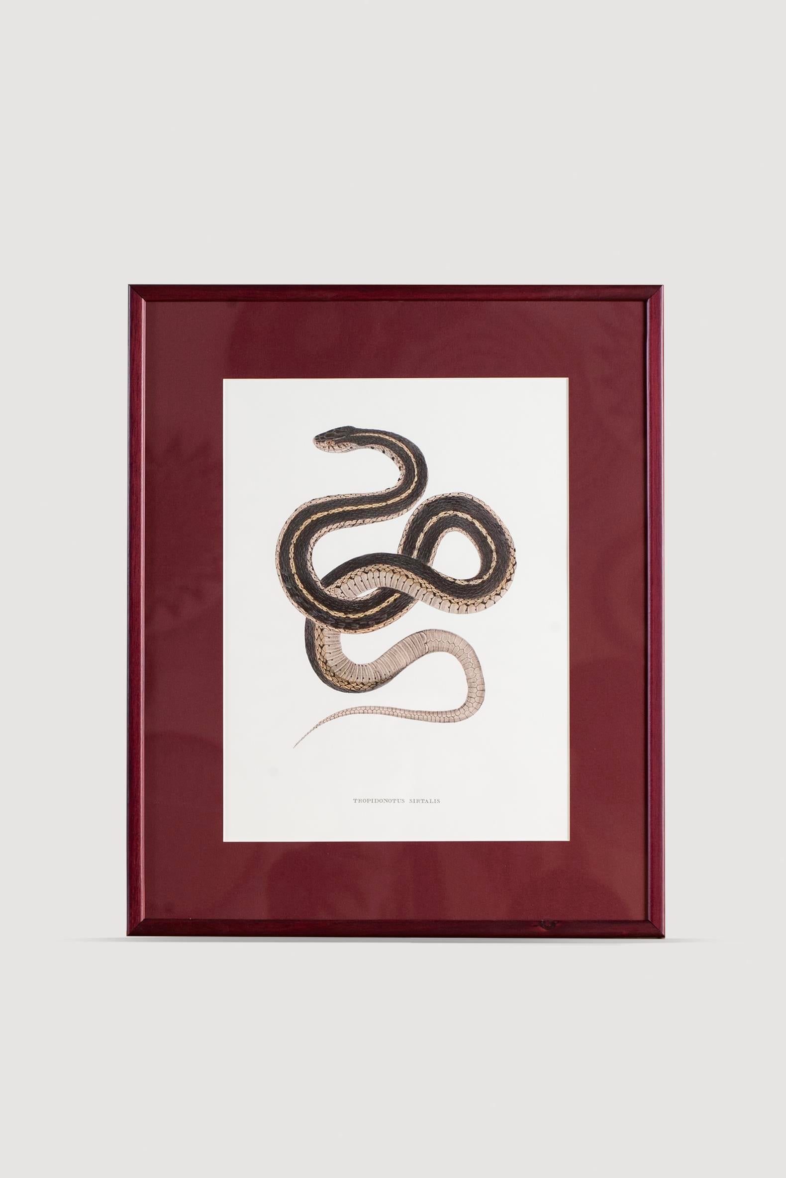 Lasttouch-Serpent Serisi Tablo No:3-Tablo-1-Milagron.com